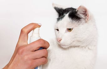 Cat Spray Smell