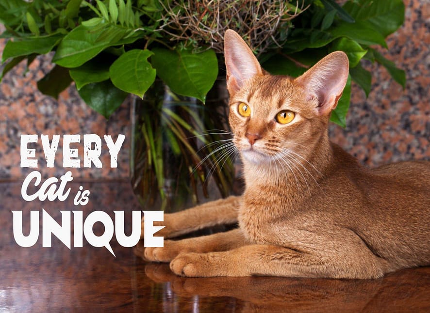 What does Cat Spray Smell Like? All Significant detail News Ronic