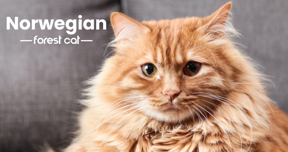 Norwegian Forest Cat Breed Care and Health Advice News Ronic