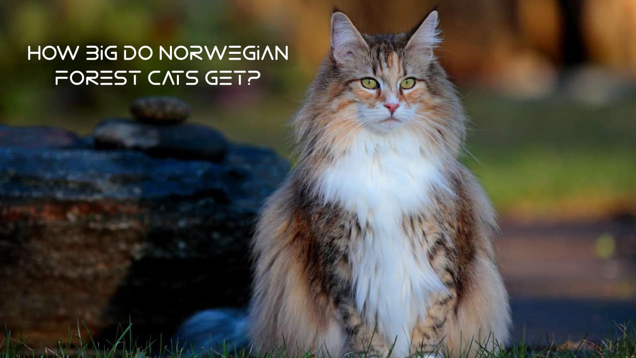 Norwegian Forest Cat Breed Care and Health Advice News Ronic
